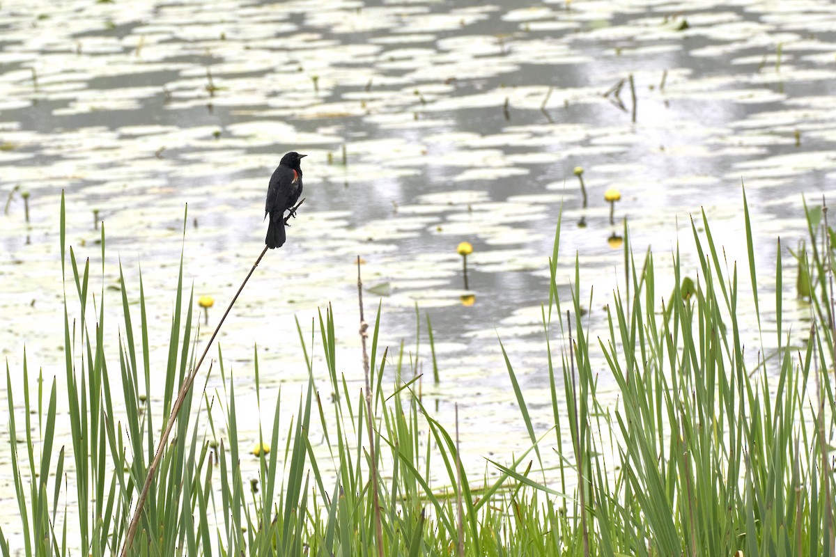 Red-winged Blackbird (Red-winged) - ML620812367