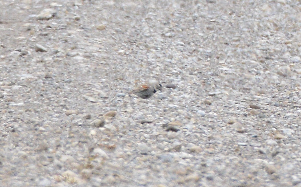 Thick-billed Longspur - ML620812369