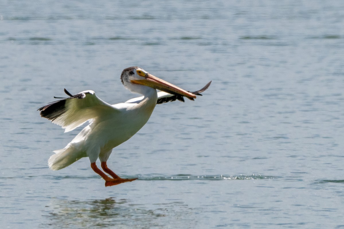 American White Pelican - ML620812371