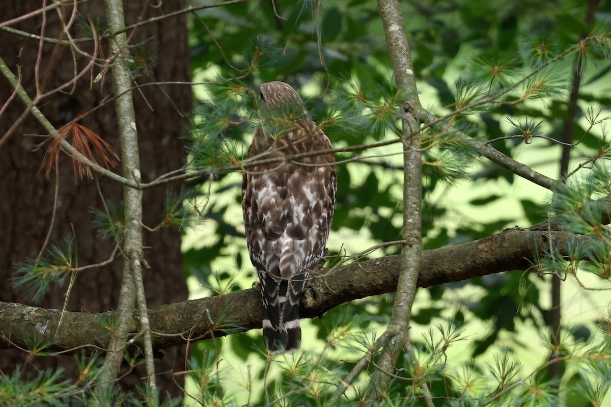 Red-shouldered Hawk (lineatus Group) - ML620812372