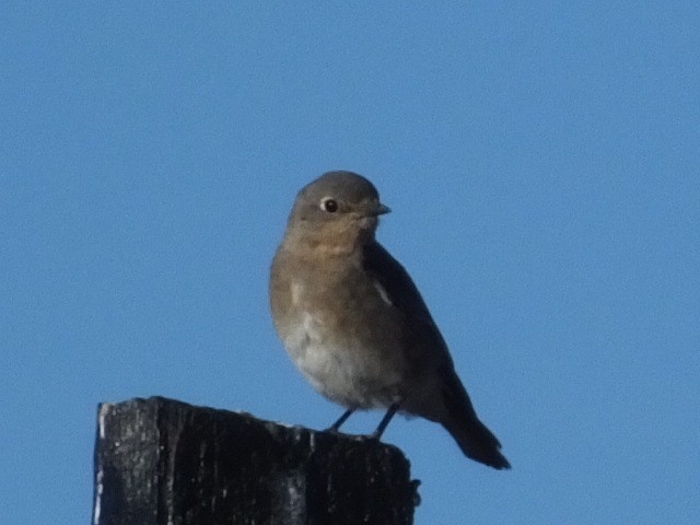 Mountain Bluebird - ML620812381