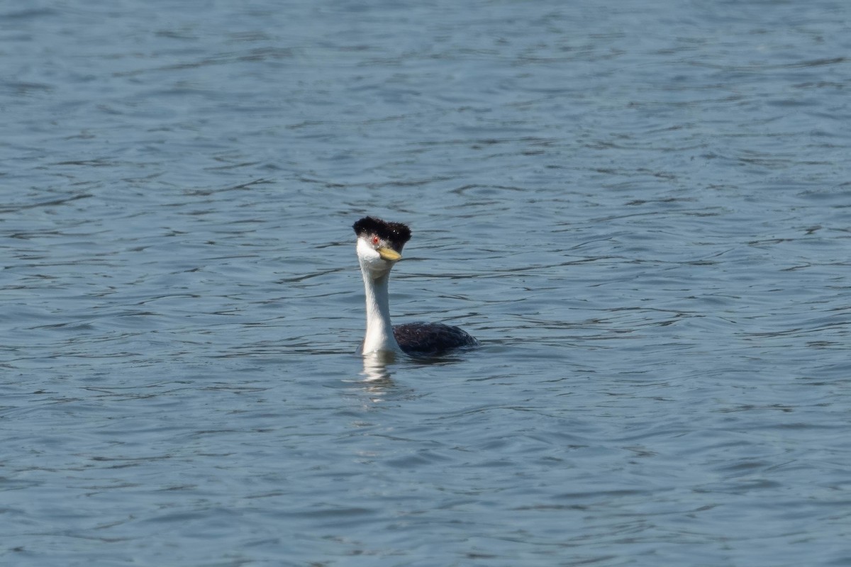 Western Grebe - ML620812389