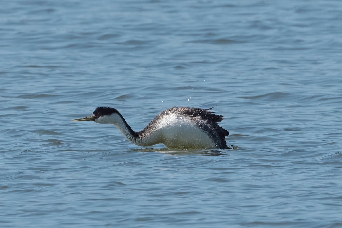 Western Grebe - ML620812404