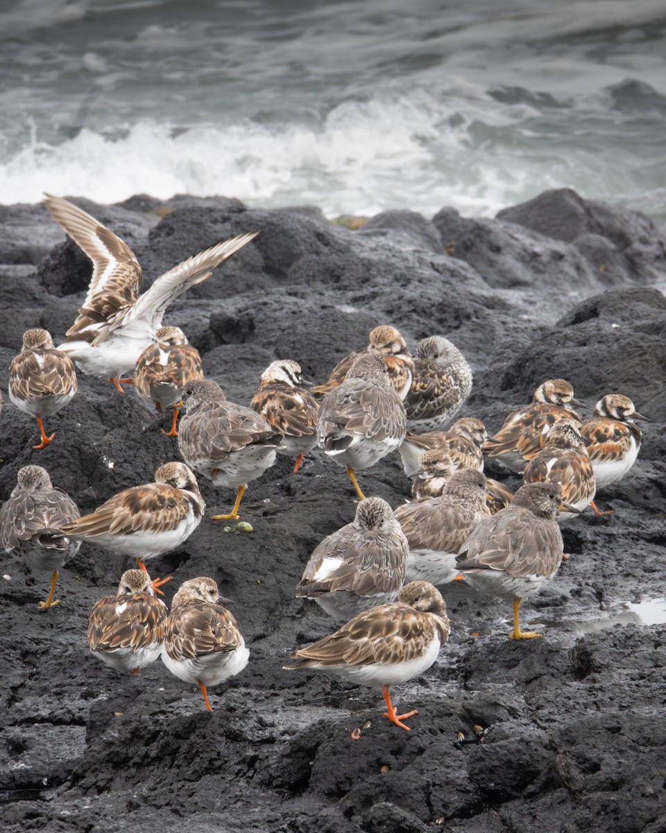 Ruddy Turnstone - ML620812416