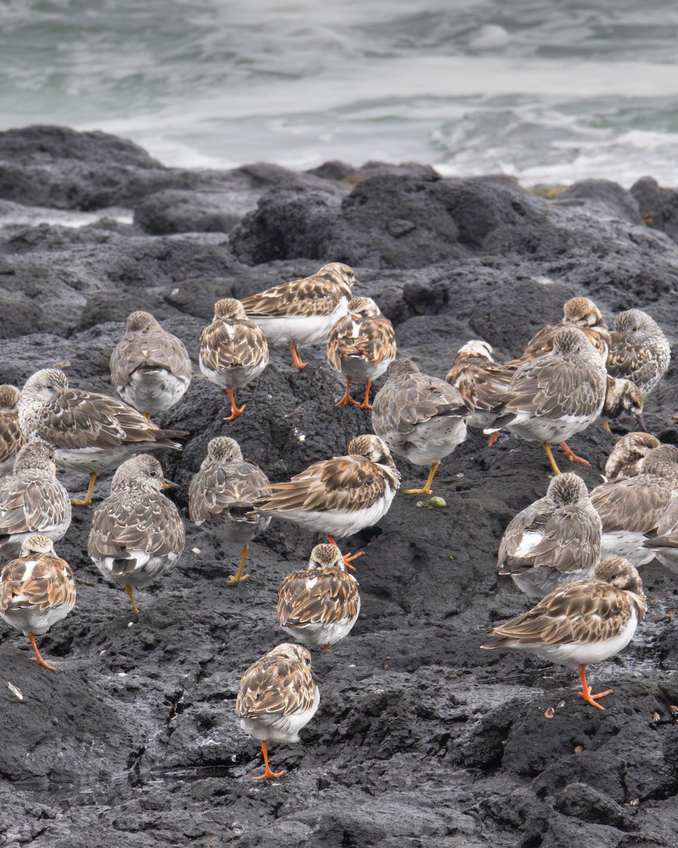 Ruddy Turnstone - ML620812417