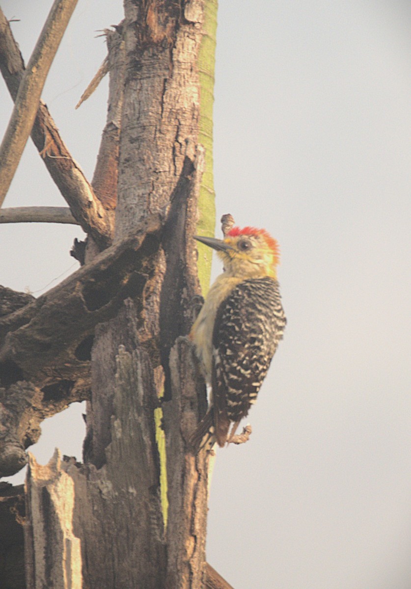 Red-crowned Woodpecker - ML620812418