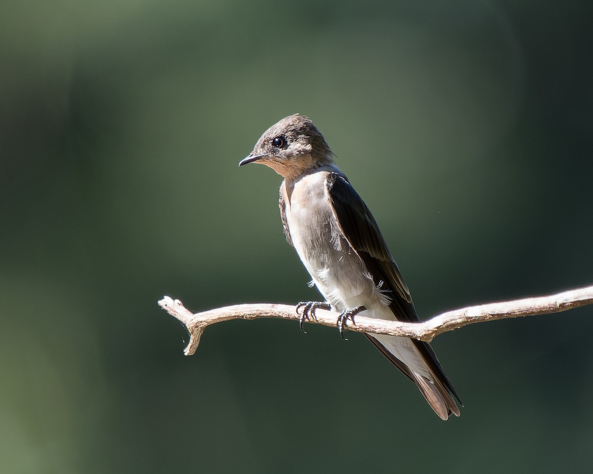 Southern Rough-winged Swallow - ML620812419