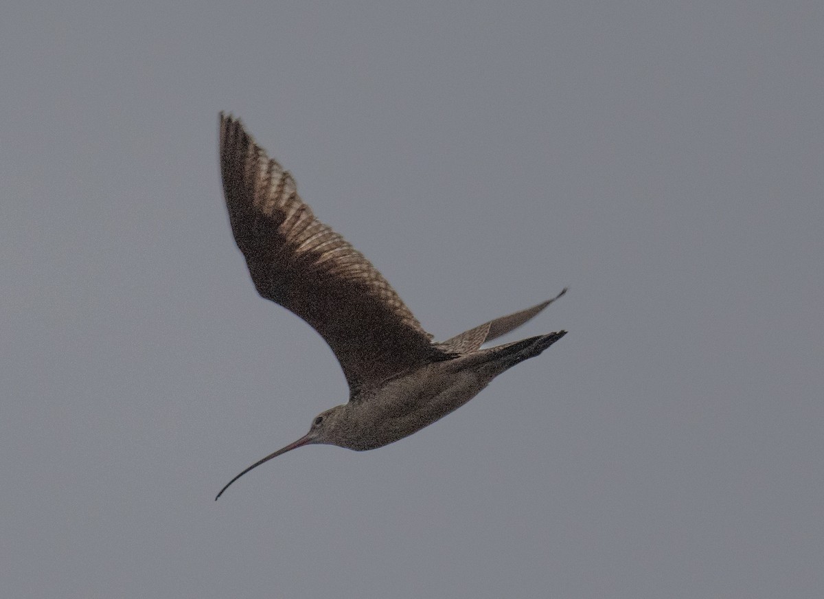 Long-billed Curlew - ML620812421