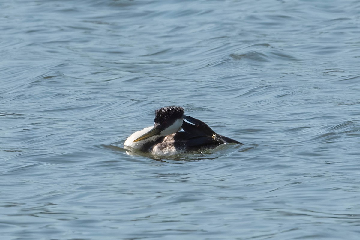 Western Grebe - ML620812422