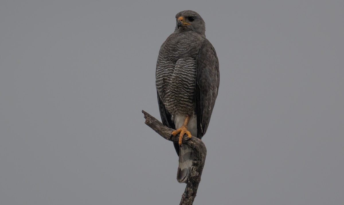 Gray Hawk - ML620812424