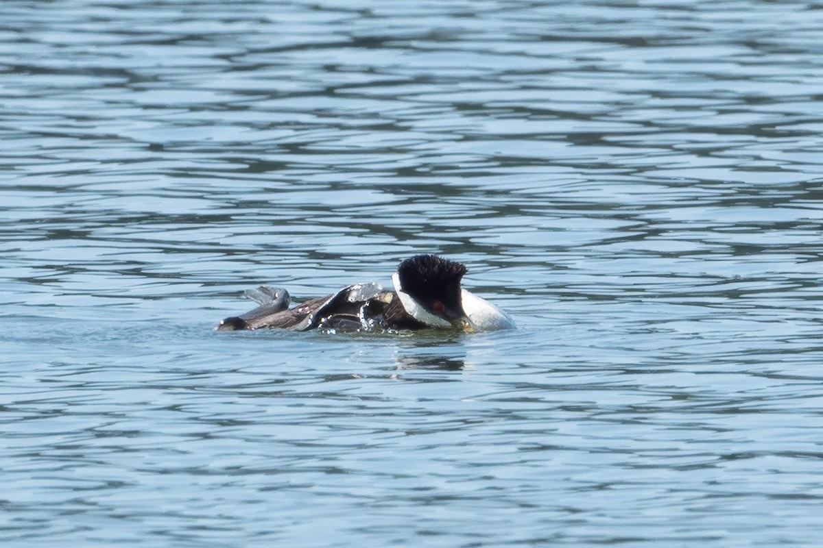 Western Grebe - ML620812425