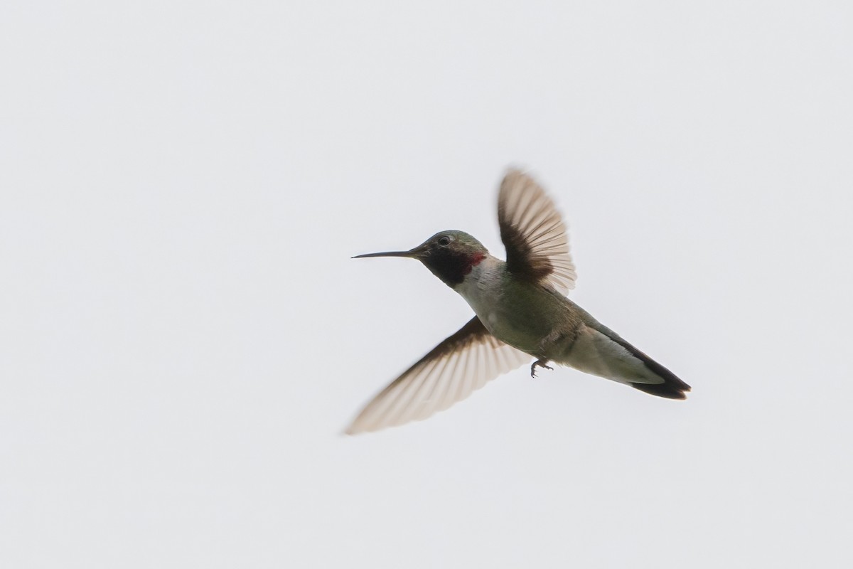 Broad-tailed Hummingbird - ML620812430