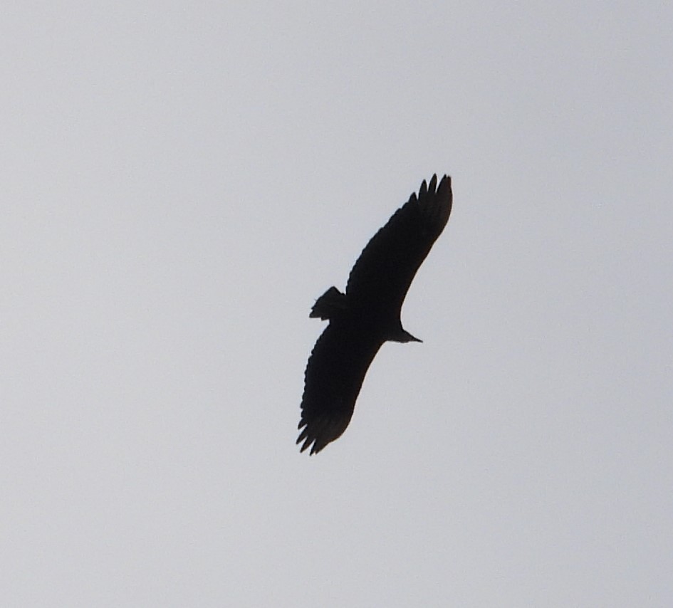 Black Vulture - ML620812433