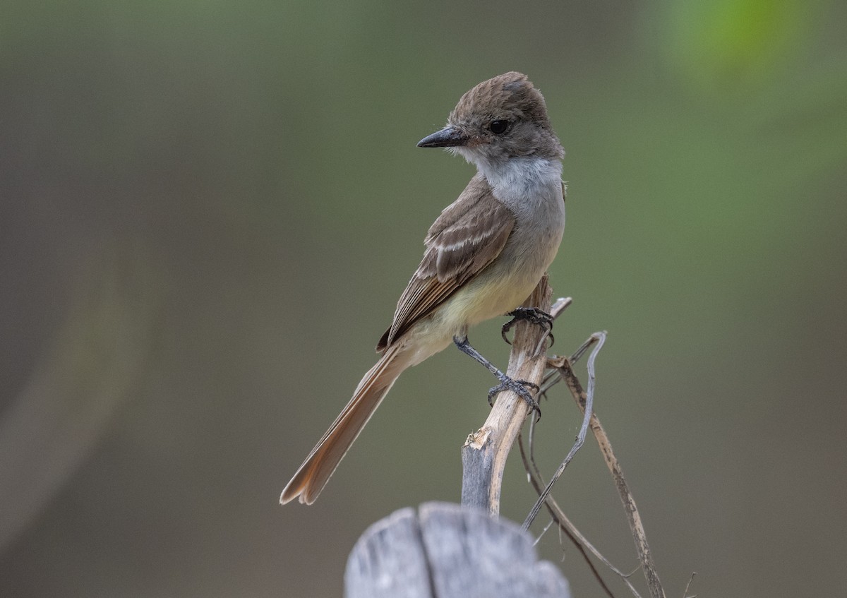 Ash-throated Flycatcher - ML620812440