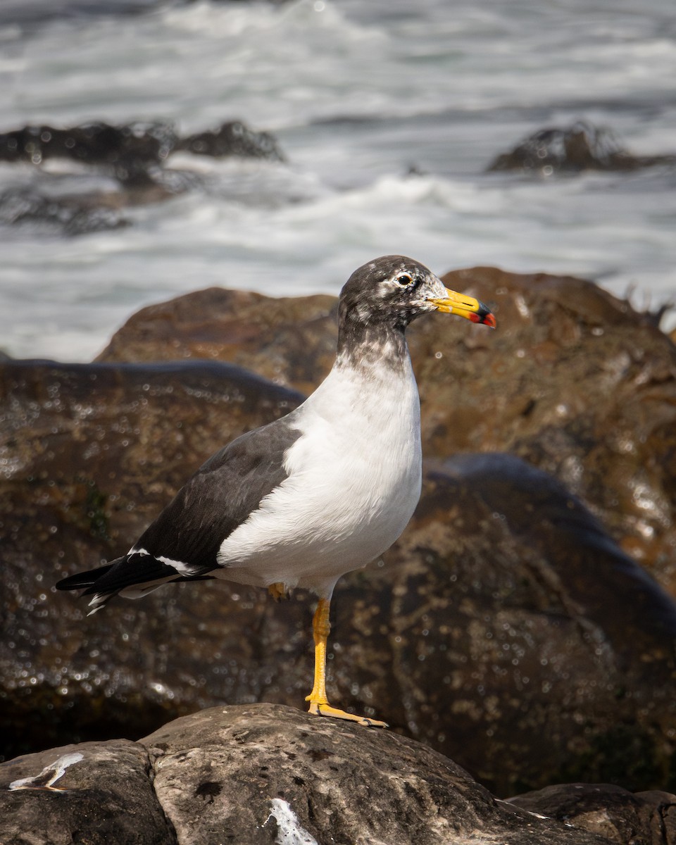 Belcher's Gull - ML620812443