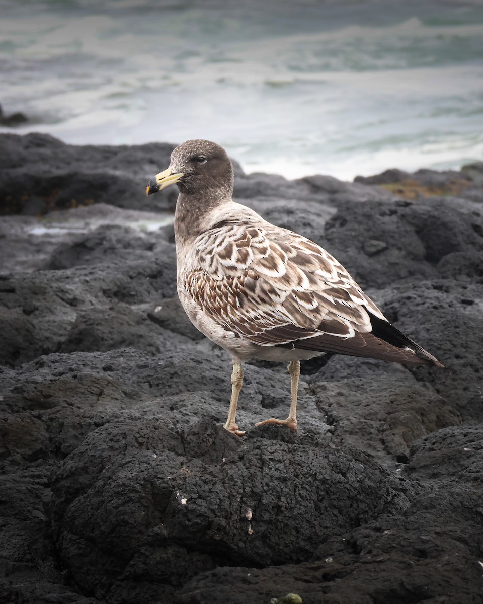 Belcher's Gull - ML620812445