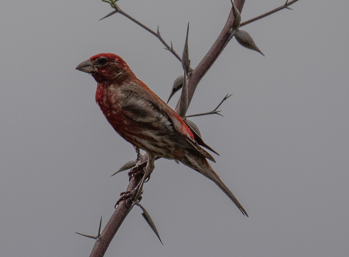 House Finch - Philip Reimers