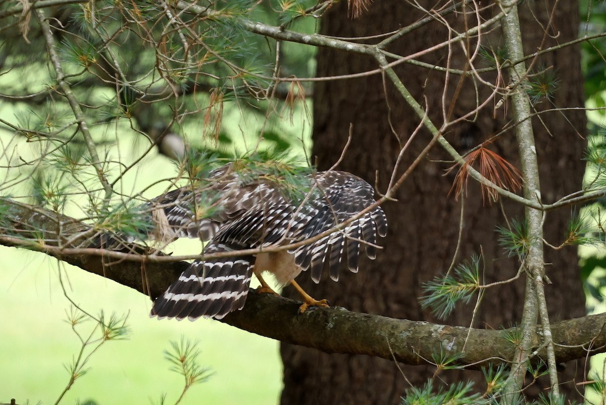 Red-shouldered Hawk (lineatus Group) - ML620812457