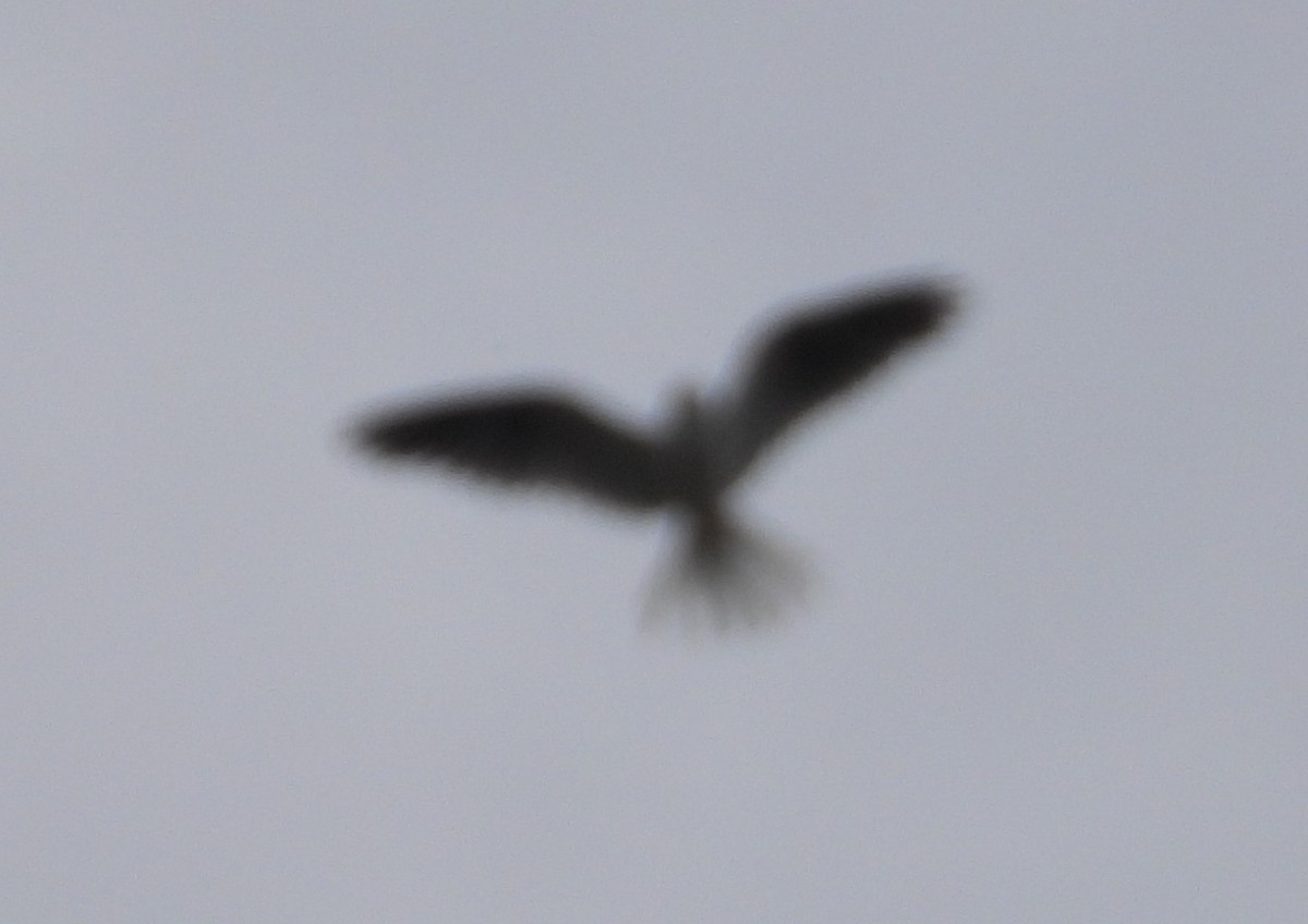 White-tailed Kite - ML620812459