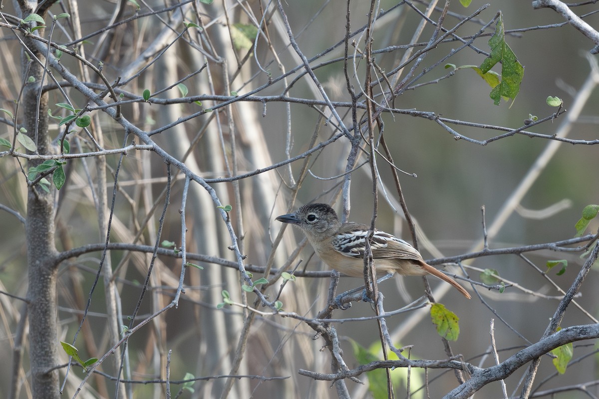 Black-backed Antshrike - ML620812461