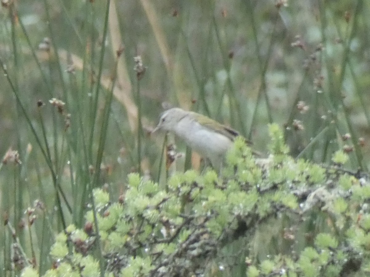 Tennessee Warbler - ML620812499