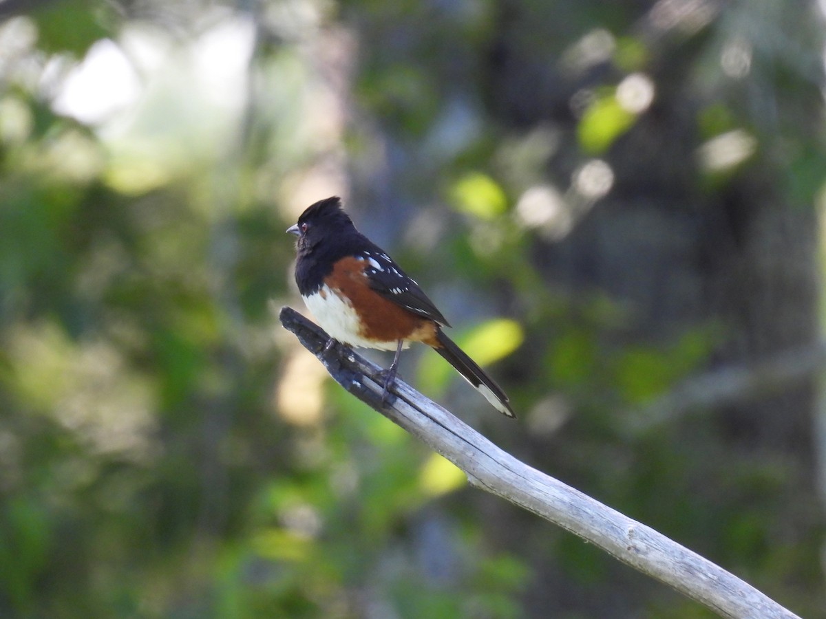 Spotted Towhee - ML620812501