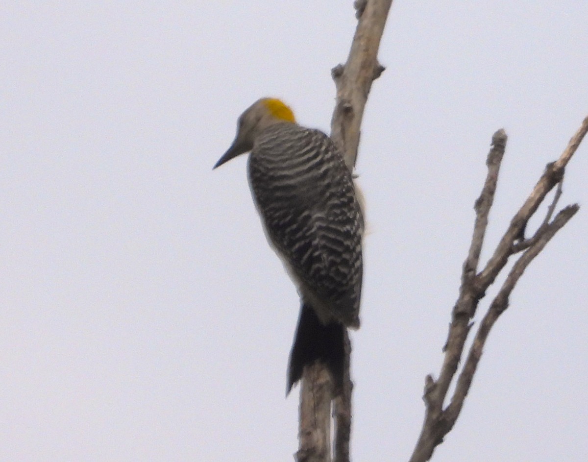 Golden-fronted Woodpecker - ML620812502