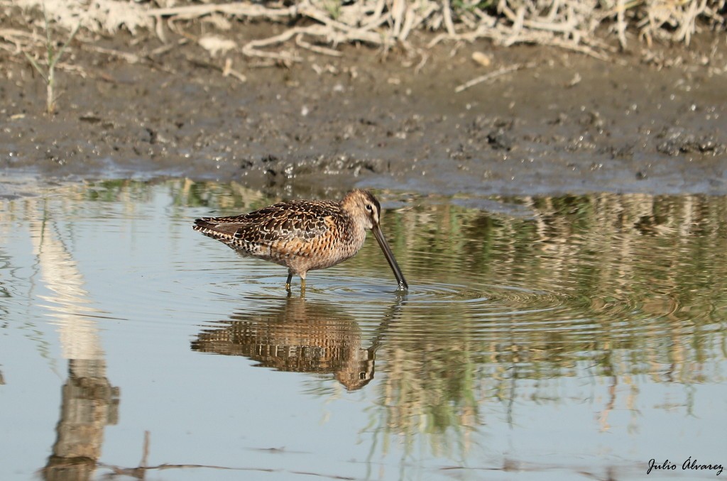 Long-billed Dowitcher - ML620812508