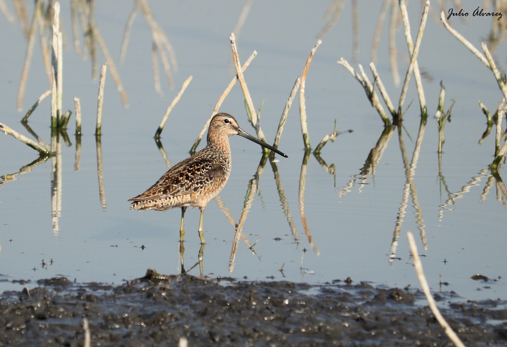 Long-billed Dowitcher - ML620812509