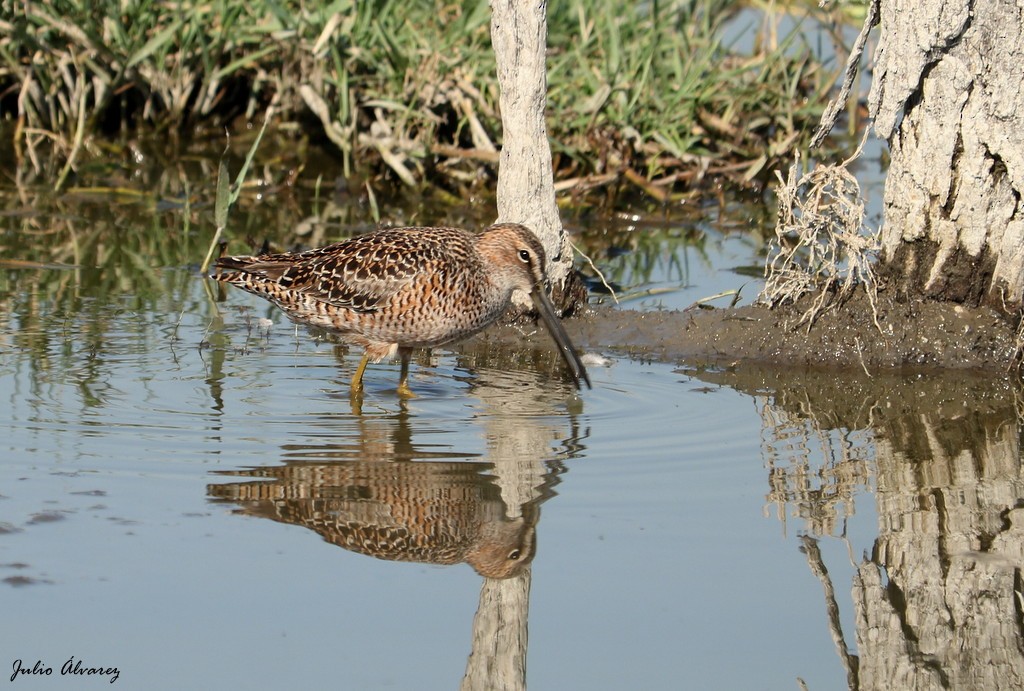 Long-billed Dowitcher - ML620812514