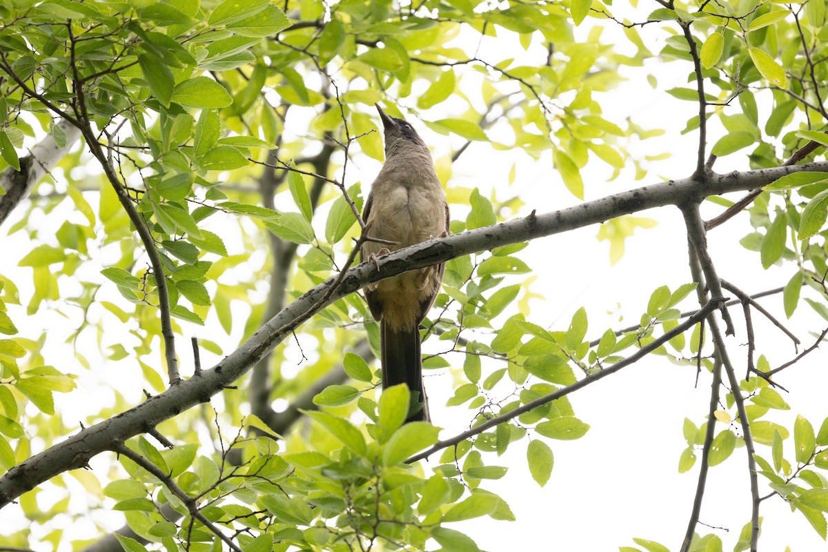 Masked Laughingthrush - ML620812529