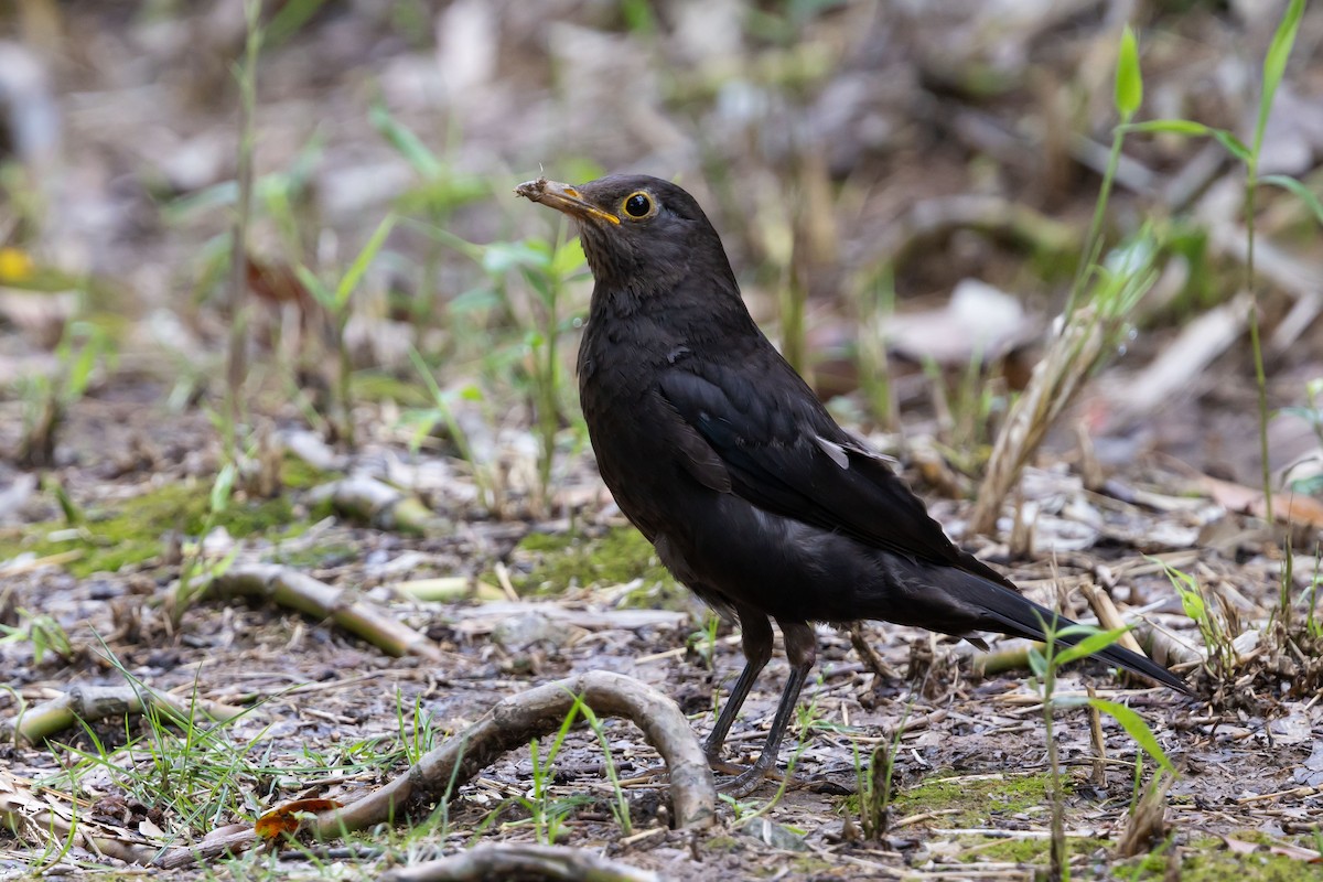 Chinese Blackbird - ML620812532