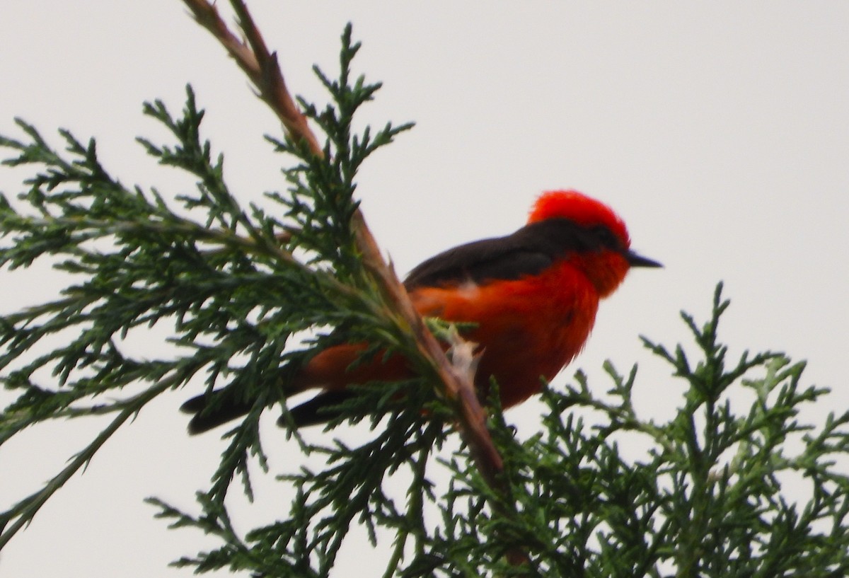 Vermilion Flycatcher - ML620812535