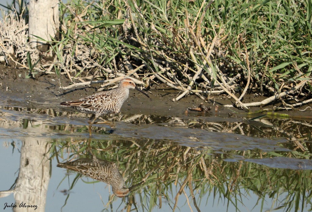 Stilt Sandpiper - ML620812536