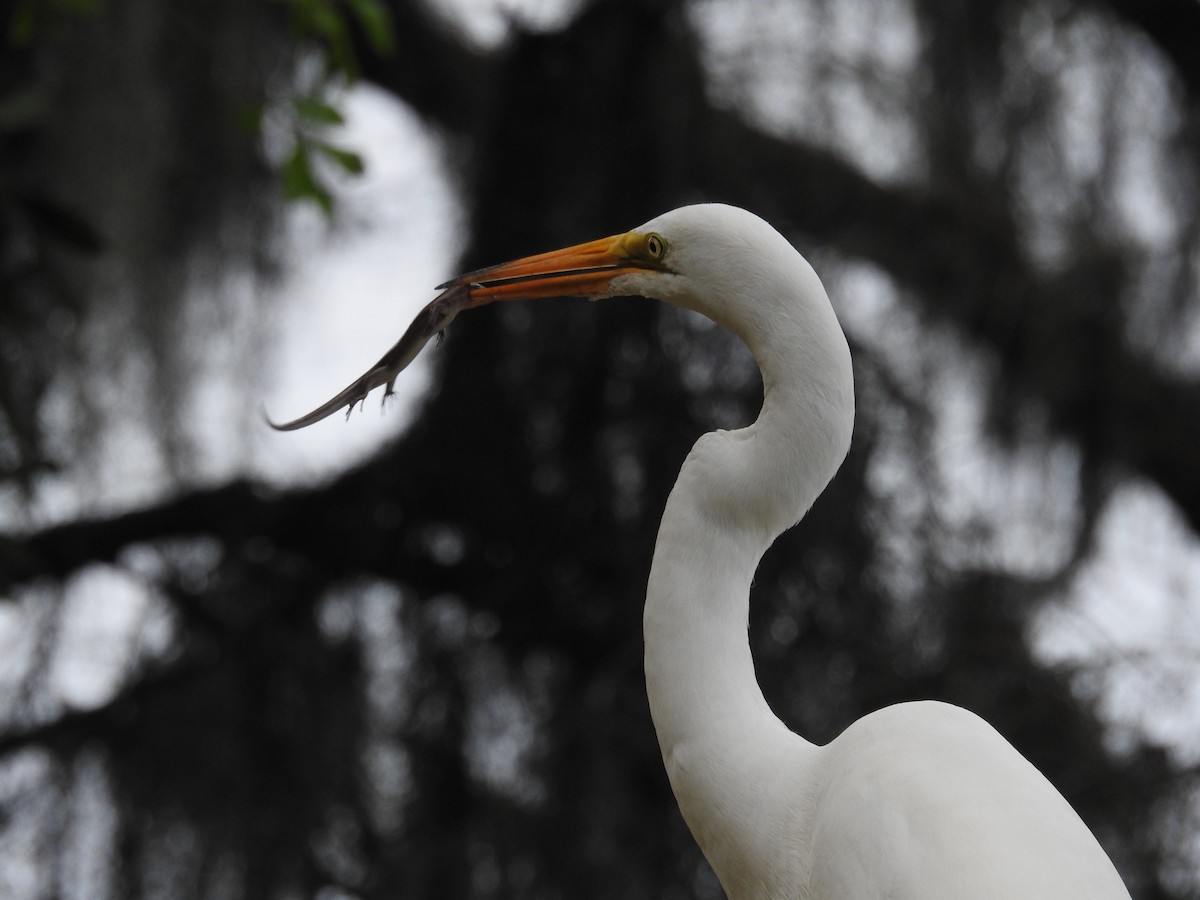 Great Egret - ML620812539