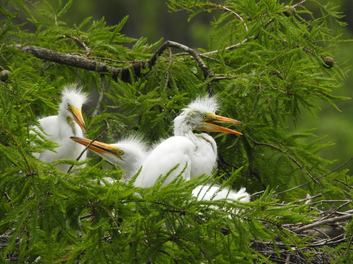 Great Egret - ML620812542