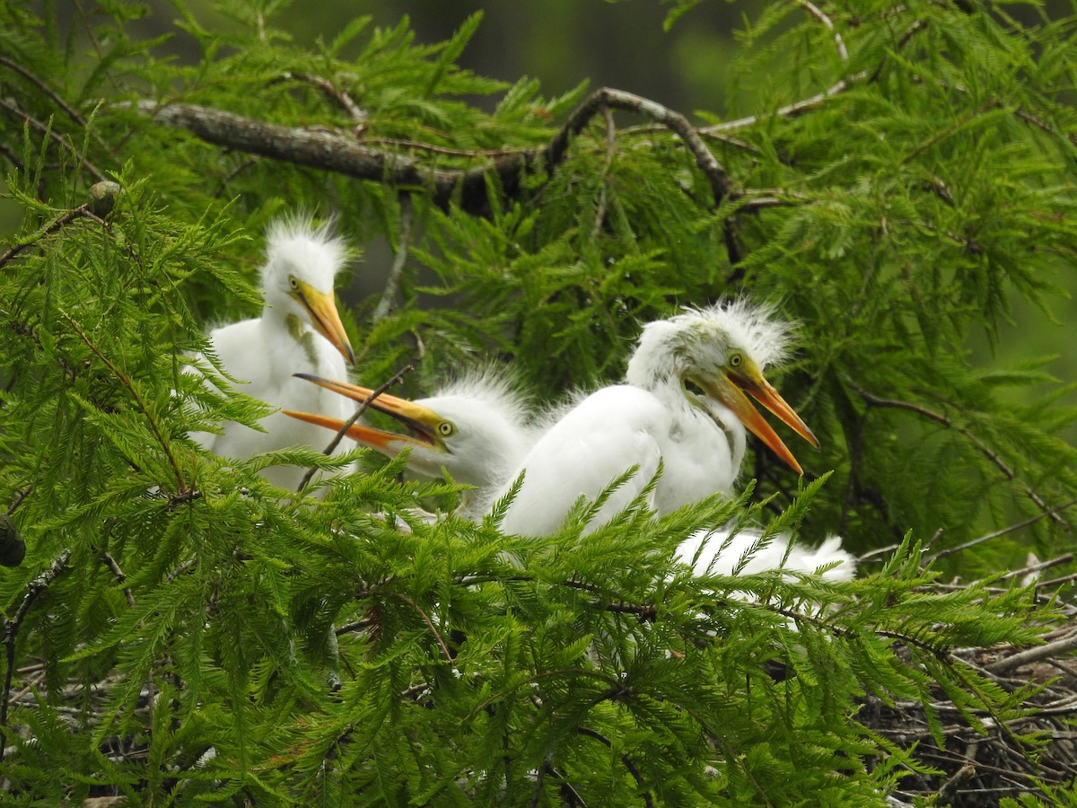 Great Egret - ML620812543