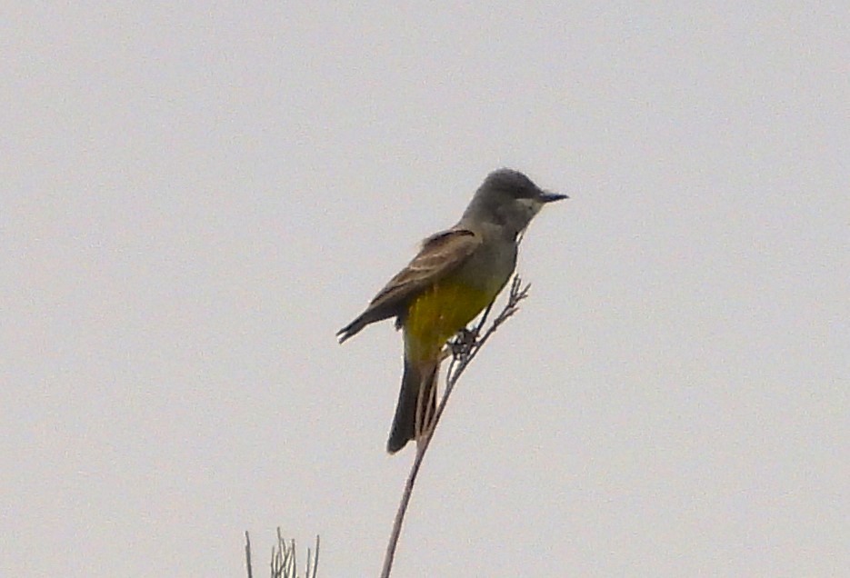 Cassin's Kingbird - ML620812548