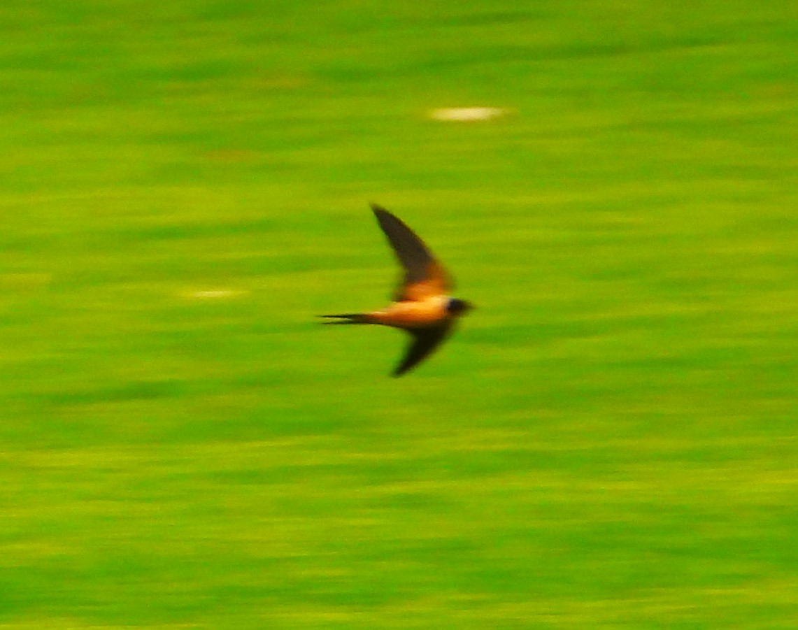 Barn Swallow - Guadalupe Esquivel Uribe