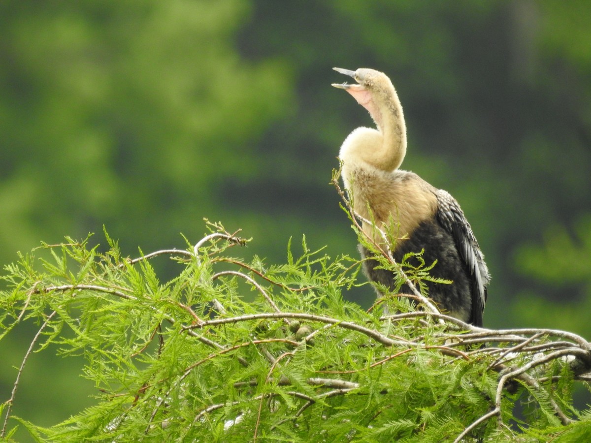 Amerika-Schlangenhalsvogel - ML620812553