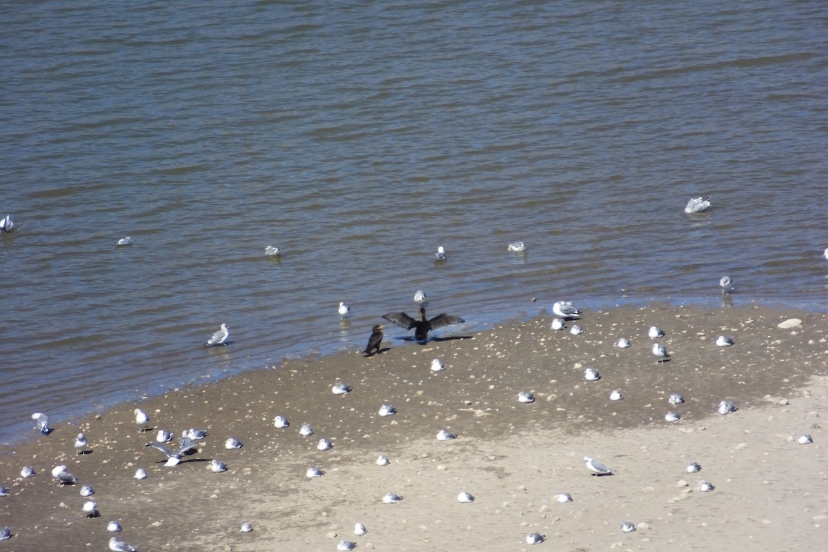 Double-crested Cormorant - ML620812565