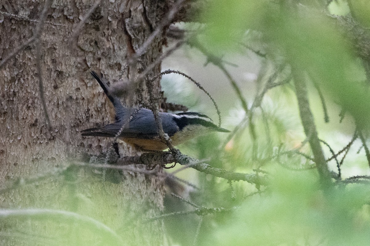 Red-breasted Nuthatch - Cello C-T