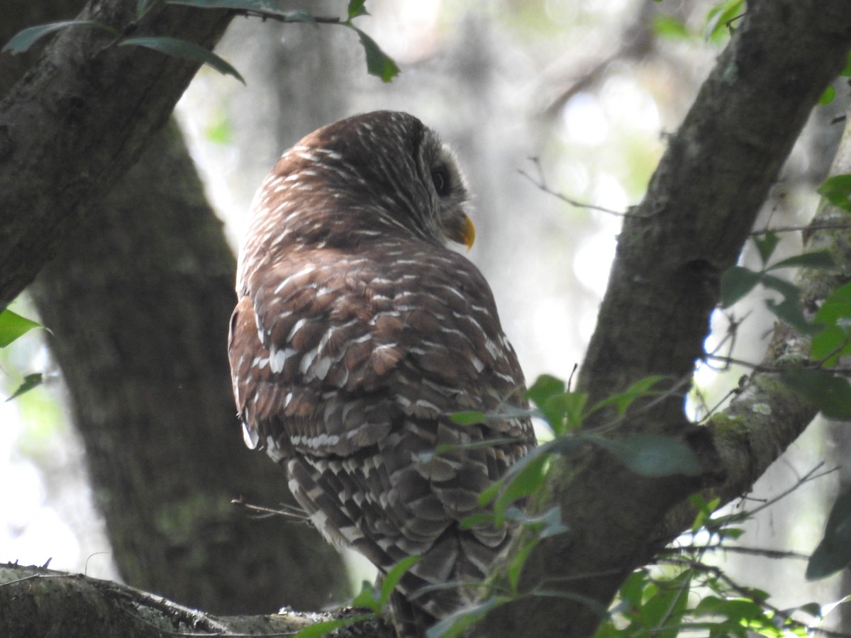 Barred Owl - Abram and Christina Egger