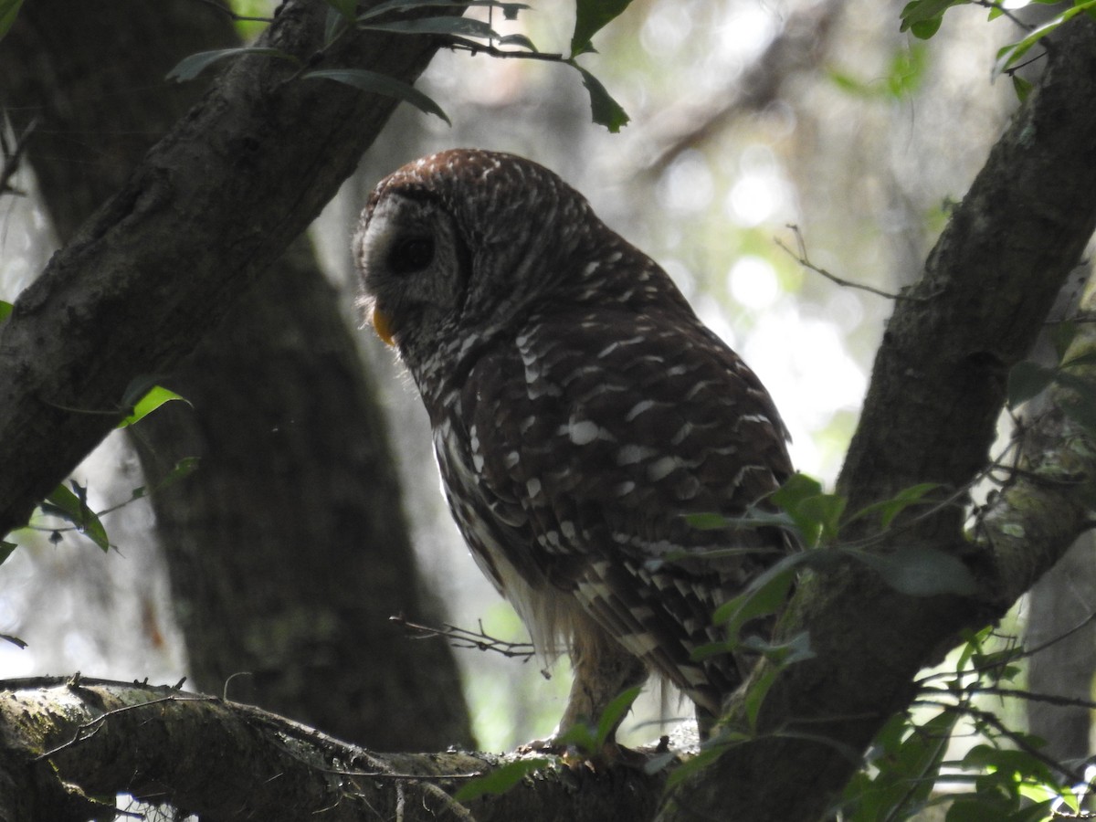 Barred Owl - ML620812575