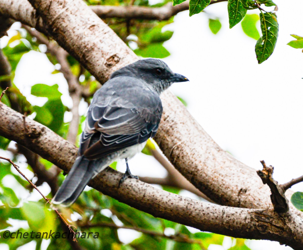 Large Cuckooshrike - ML620812579