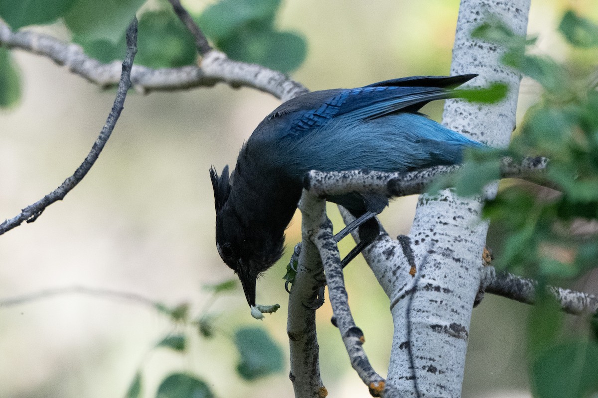 Steller's Jay - ML620812581