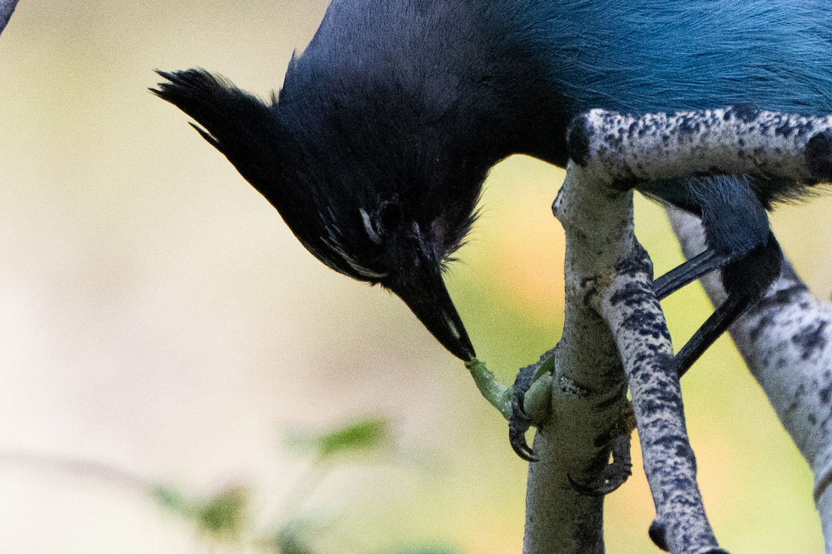 Steller's Jay - ML620812583