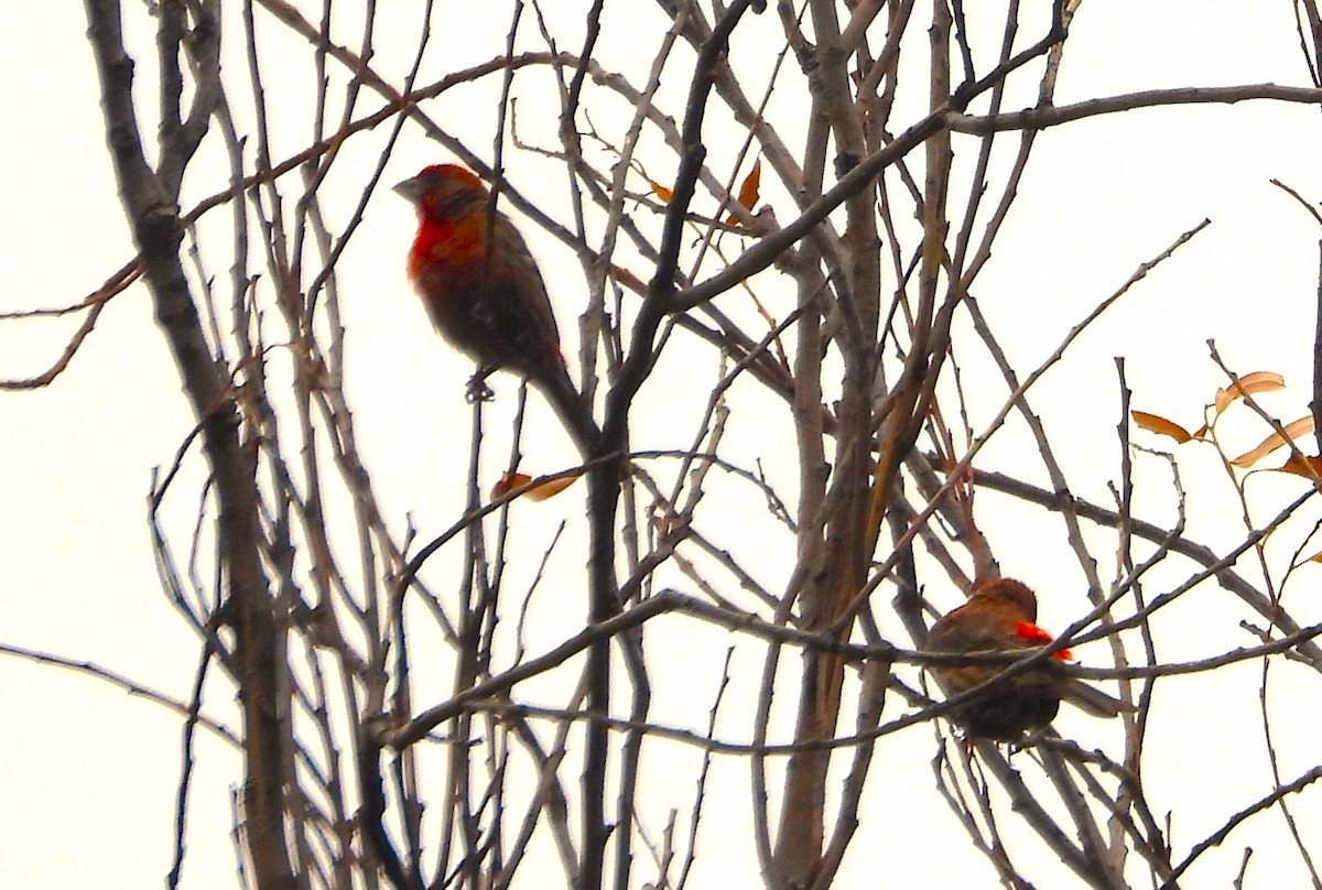 House Finch - ML620812586