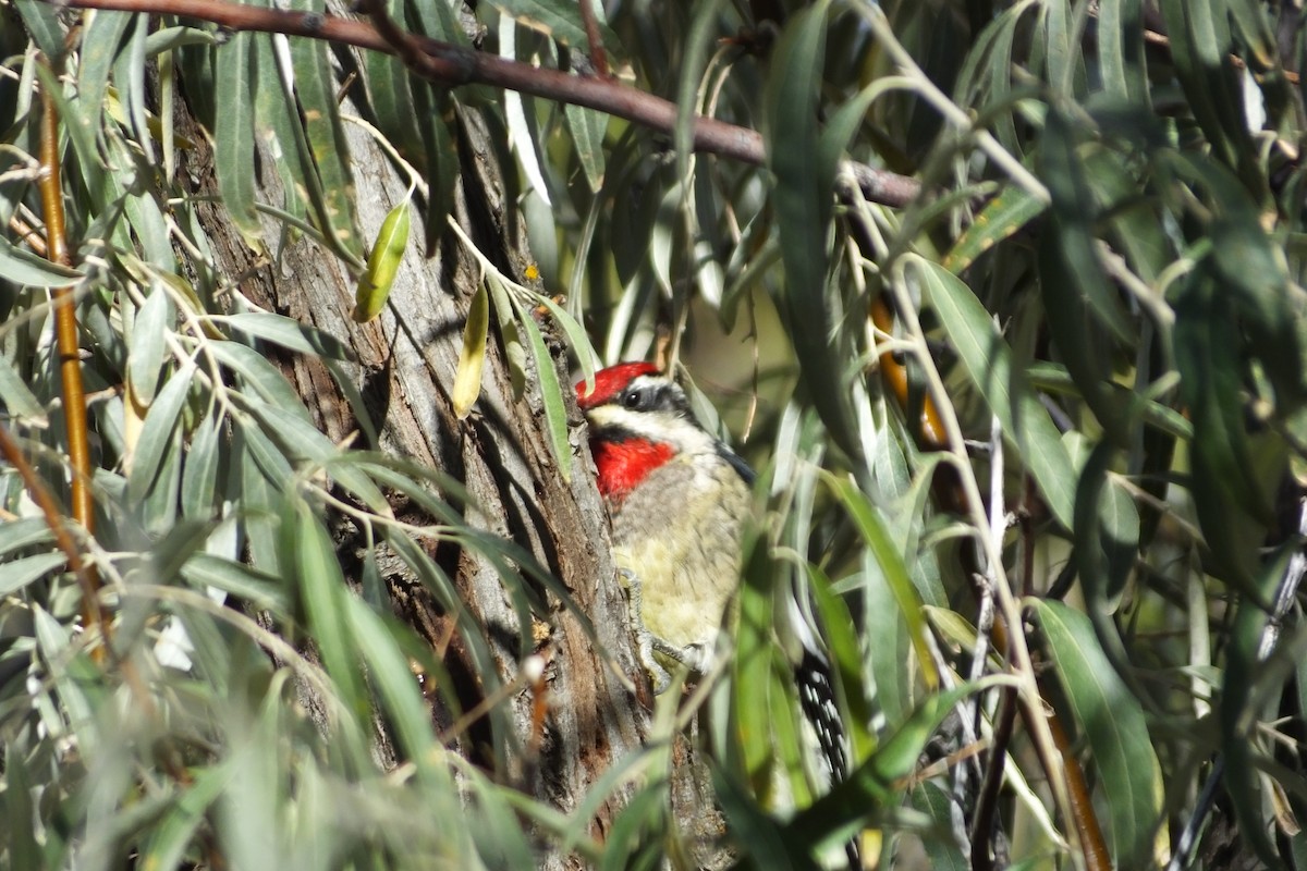 Pic à nuque rouge - ML620812587