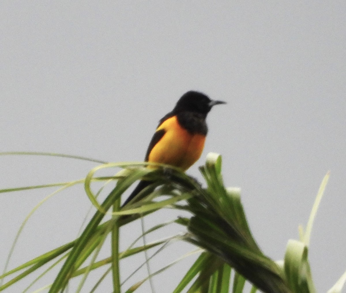 Black-vented Oriole - ML620812590